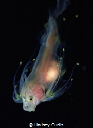 Blackwater Dive. Whalefish by Lindsey Curtis 